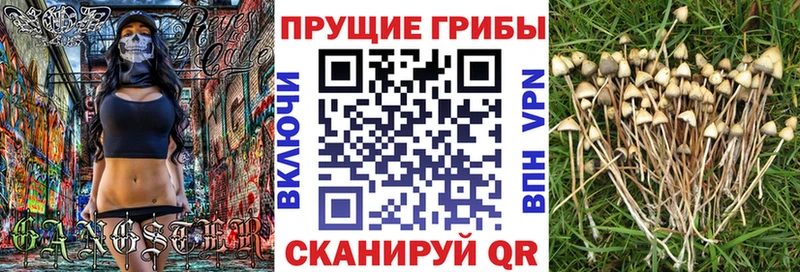 Псилоцибиновые грибы мицелий Оренбург